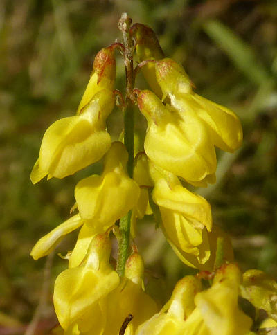 melilotus officinalis