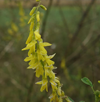 melilotus officinalis