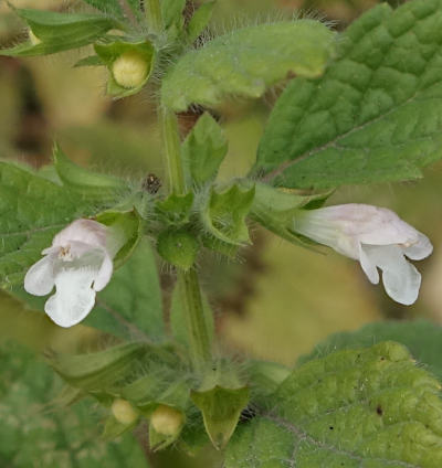 melissa officinalis