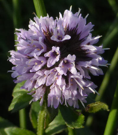 mentha aquatica