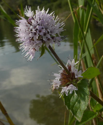 mentha aquatica