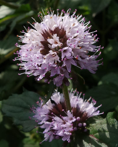 mentha aquatica