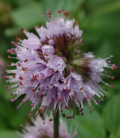 mentha aquatica