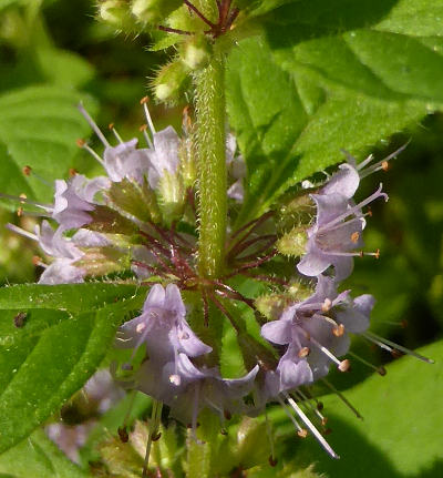 mentha arvensis