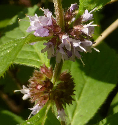 mentha arvensis