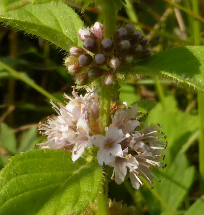 mentha arvensis