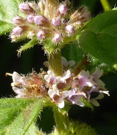 mentha arvensis