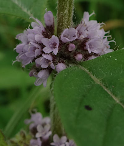 mentha arvensis