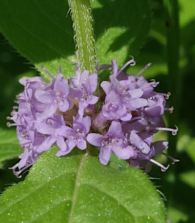 mentha arvensis