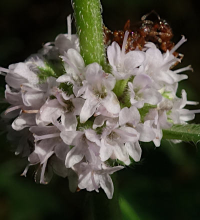 mentha arvensis