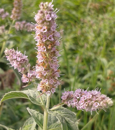 mentha longifolia