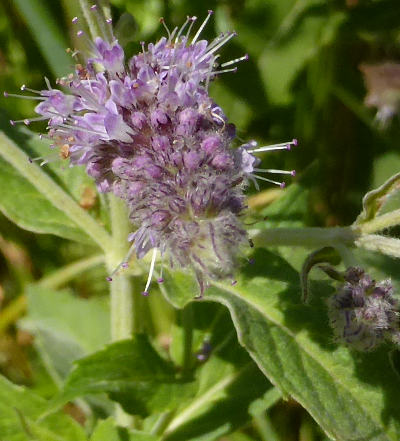 mentha longifolia