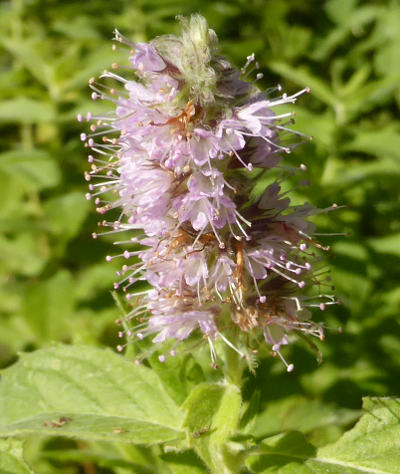 mentha longifolia