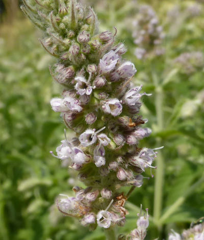 mentha longifolia