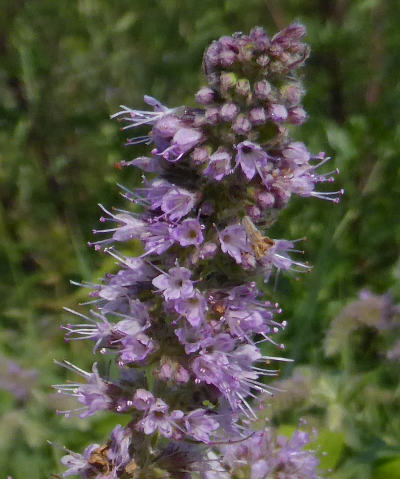 mentha longifolia