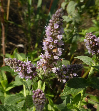 mentha longifolia