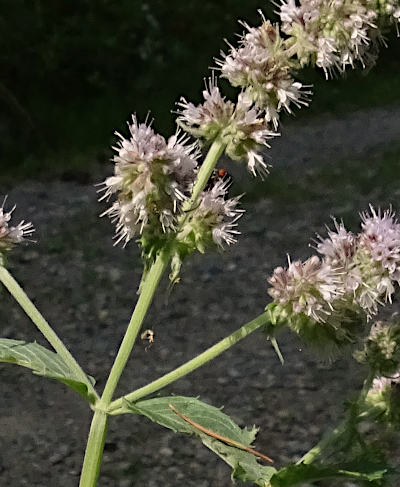 mentha longifolia