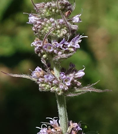 mentha longifolia