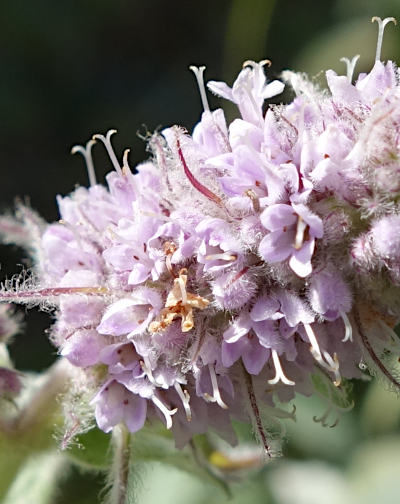 mentha longifolia