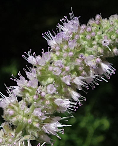 mentha longifolia