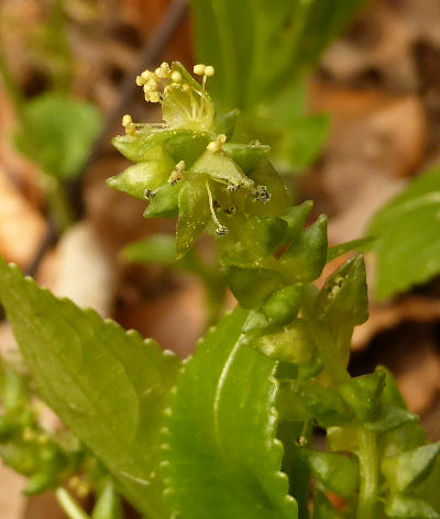 mercurialis perennis