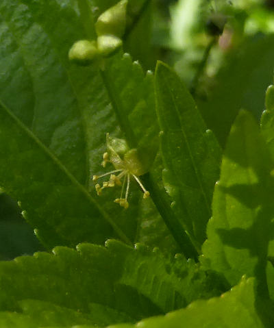 mercurialis perennis