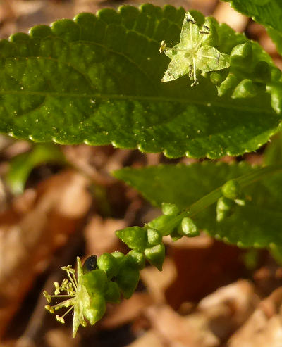 mercurialis perennis