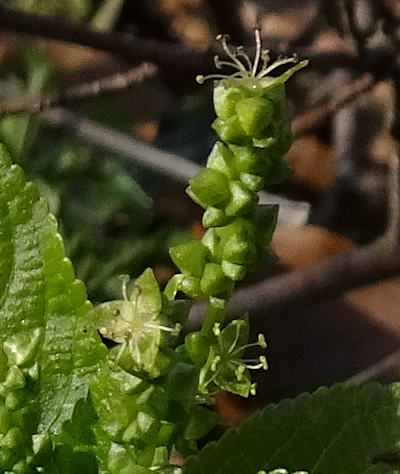 mercurialis perennis