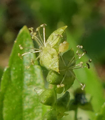 mercurialis perennis