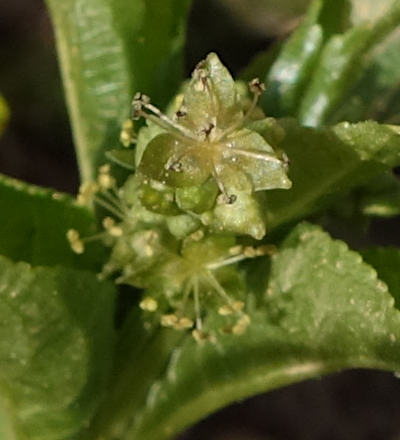 mercurialis perennis