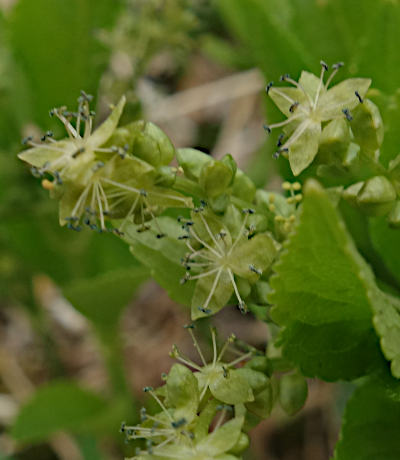 mercurialis perennis