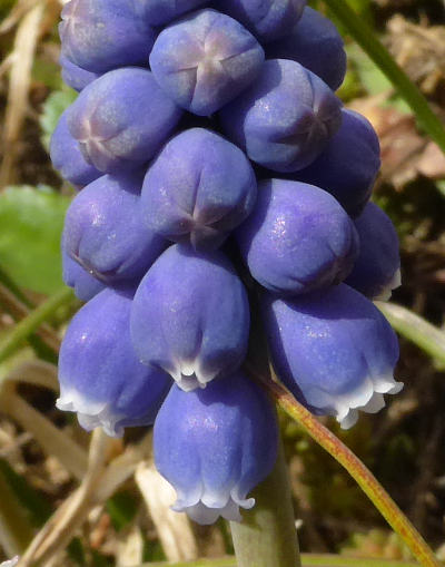 muscari armeniacum