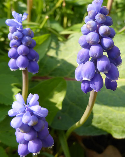 muscari armeniacum