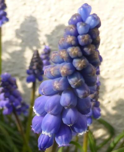 muscari armeniacum