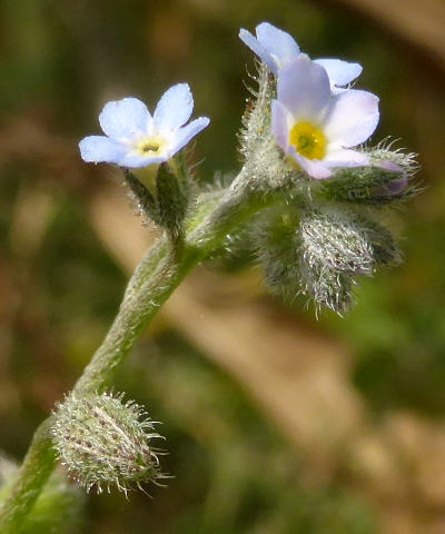 myosotis arvensis