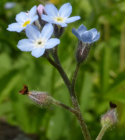 myosotis arvensis