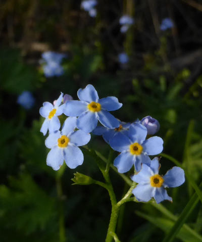 myosotis scorpioides