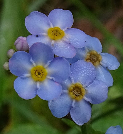 myosotis scorpioides