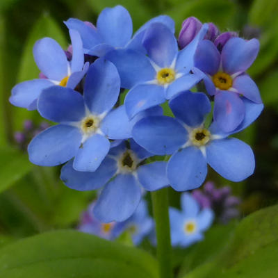 myosotis sylvatica