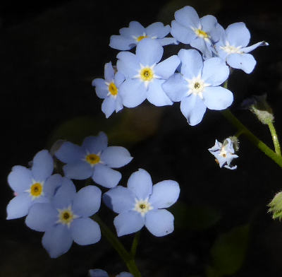 myosotis sylvatica