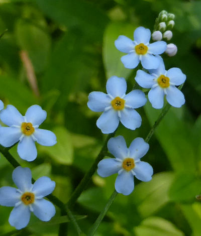 myosotis sylvatica