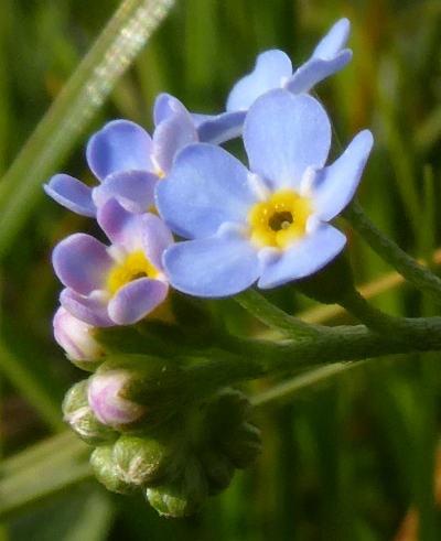 myosotis sylvatica