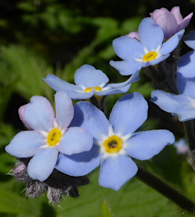 myosotis sylvatica