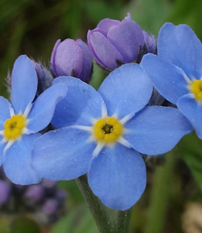 myosotis sylvatica