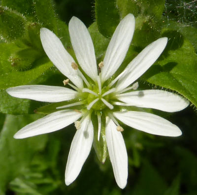 myosoton aquaticum