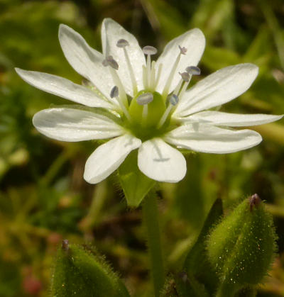 myosoton aquaticum