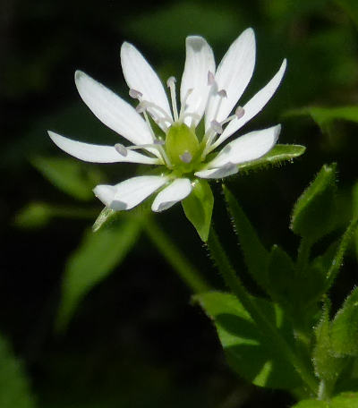 myosoton aquaticum