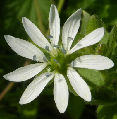 myosoton aquaticum