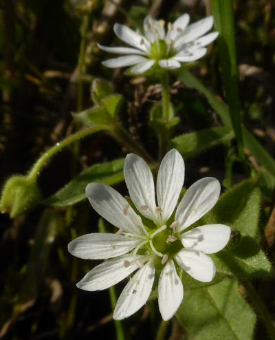 myosoton aquaticum