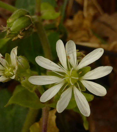 myosoton aquaticum